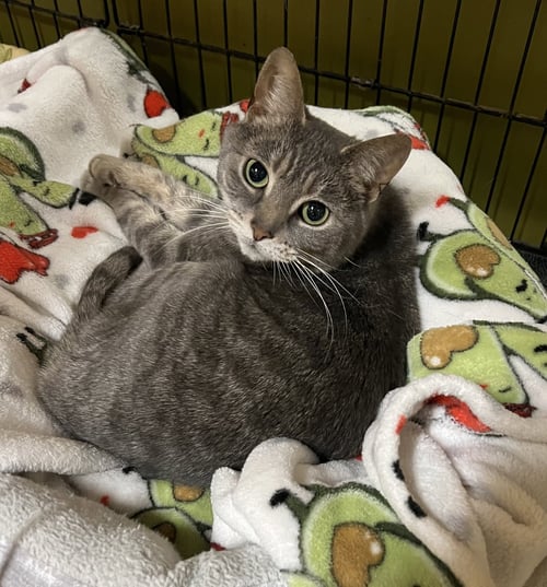 STORMIE - Domestic Short Hair available for adoption