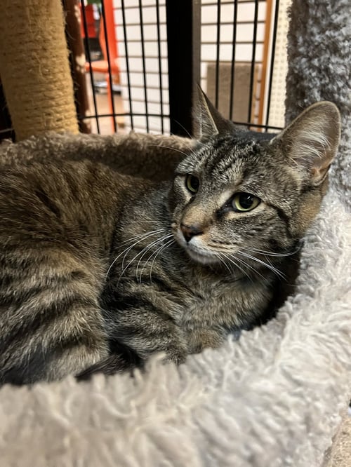 CALVIN - Domestic Short Hair available for adoption