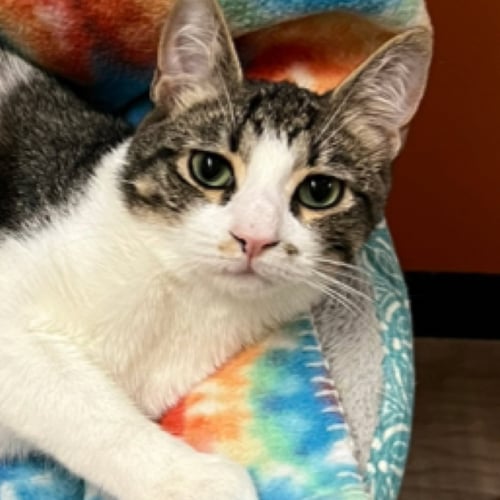 DALTON - Domestic Short Hair available for adoption