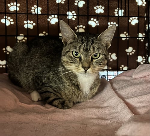 TRIX - Domestic Short Hair available for adoption
