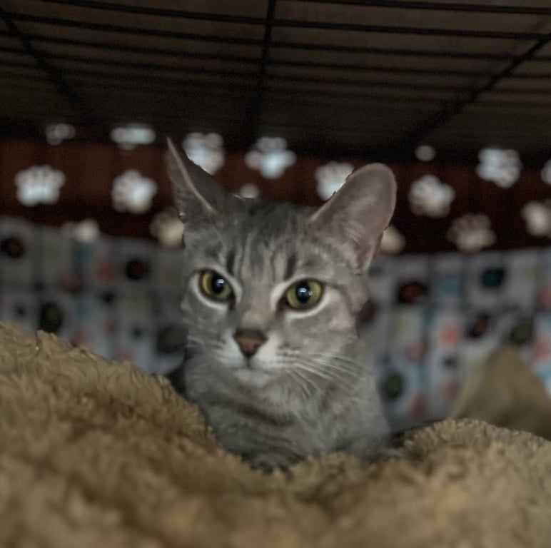 Wilma Image