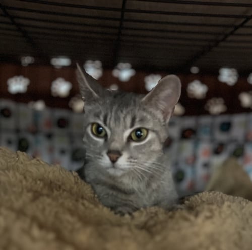 WILMA - Domestic Short Hair for adoption in Buffalo
