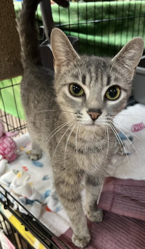 WILMA - Domestic Short Hair available for adoption