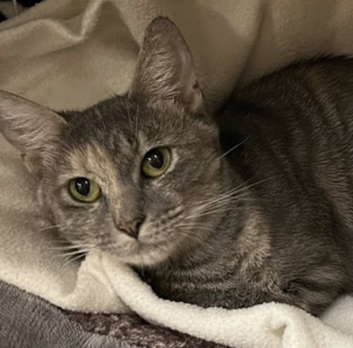 BONNIE - Domestic Short Hair available for adoption