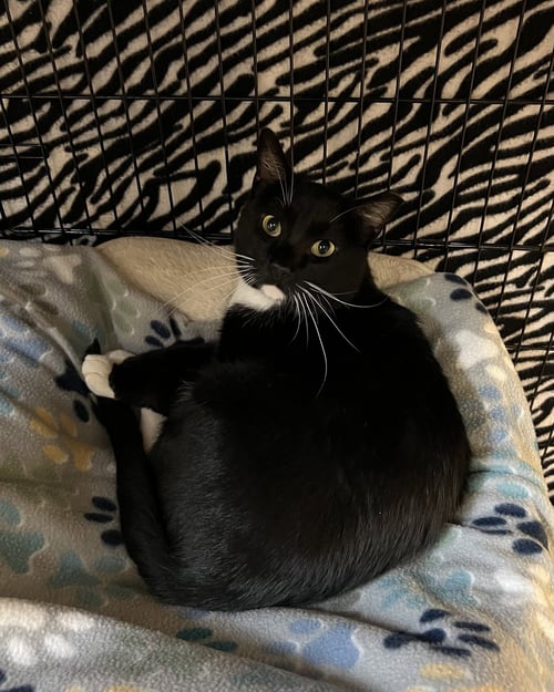 STASH - Domestic Short Hair available for adoption