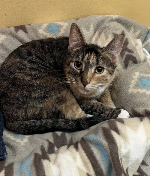 EMORY - Domestic Short Hair available for adoption