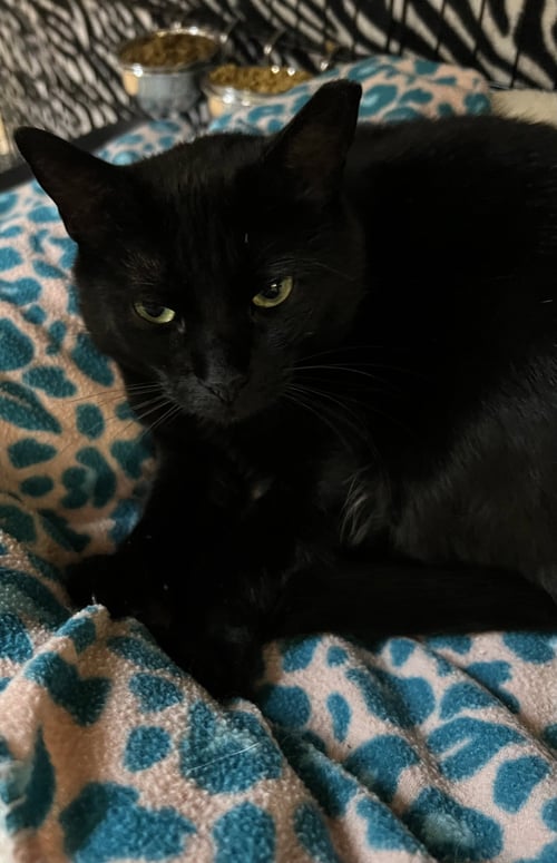 SHARON - Domestic Short Hair available for adoption