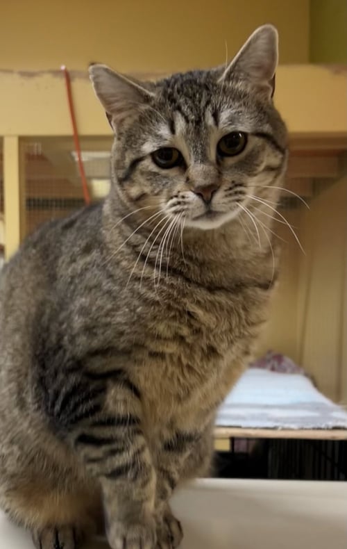 CAITLYN - Domestic Short Hair available for adoption