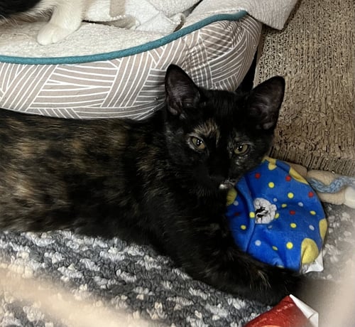 KALANI - Domestic Short Hair available for adoption