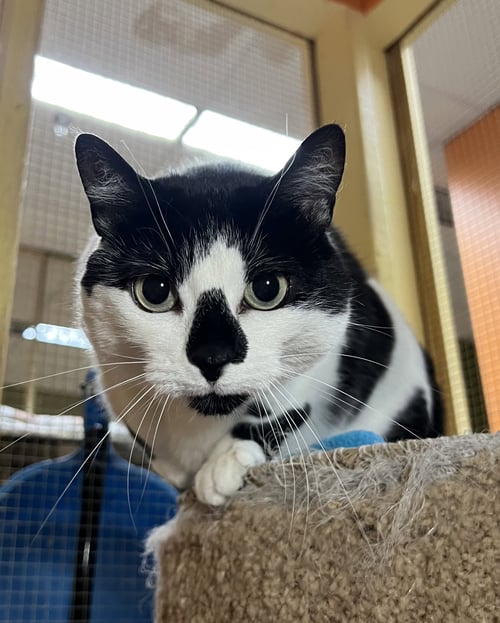 GRACIE - Domestic Short Hair available for adoption