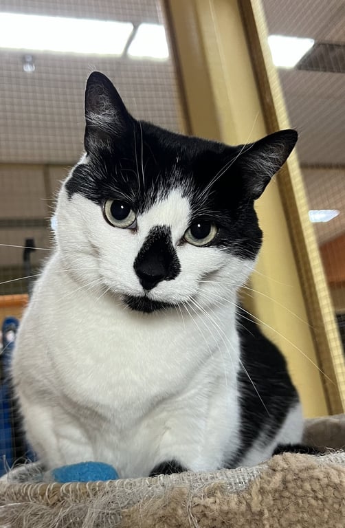 Gracie Image