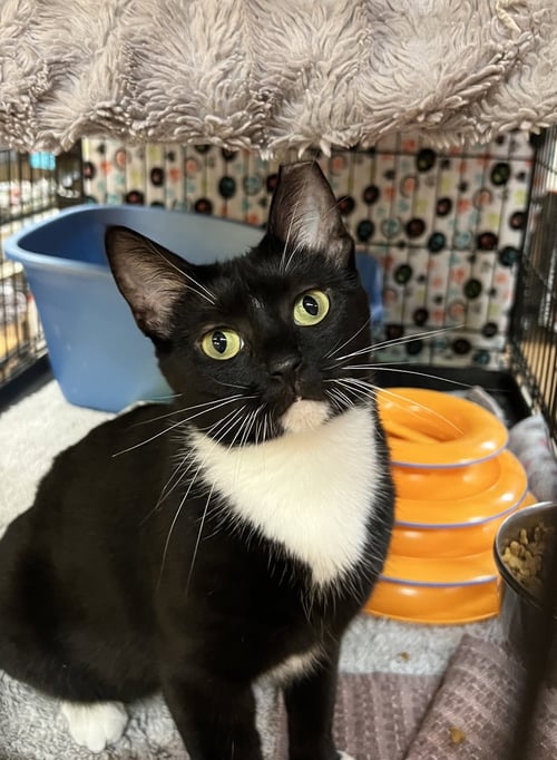 WANDA ROSE - Domestic Short Hair available for adoption