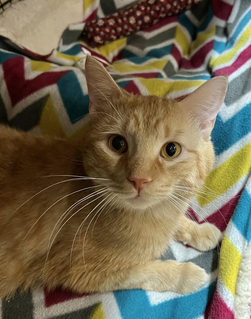 PUMPKIN - Domestic Short Hair available for adoption