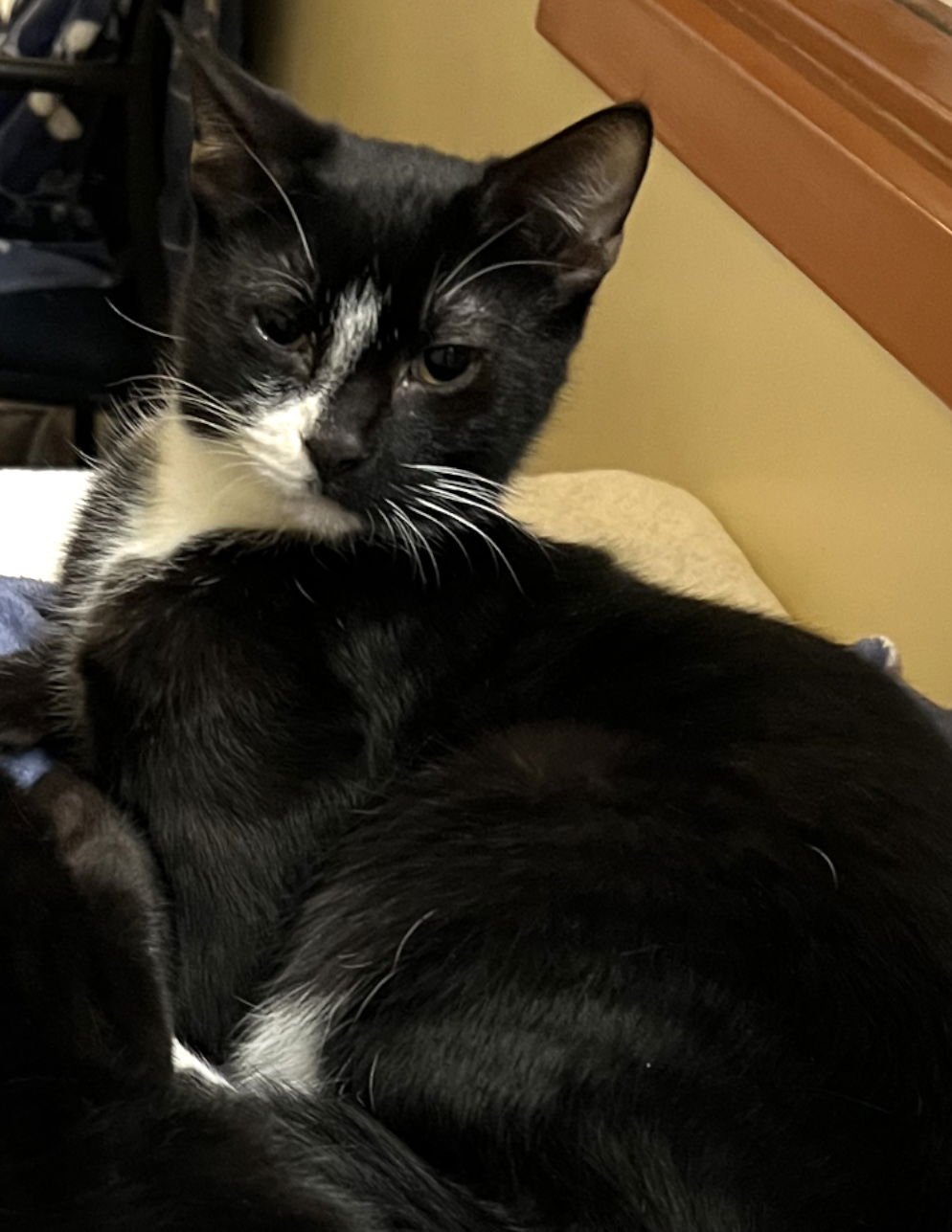 HUDSON - Domestic Short Hair available for adoption