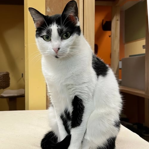 PATCHES - Domestic Short Hair available for adoption