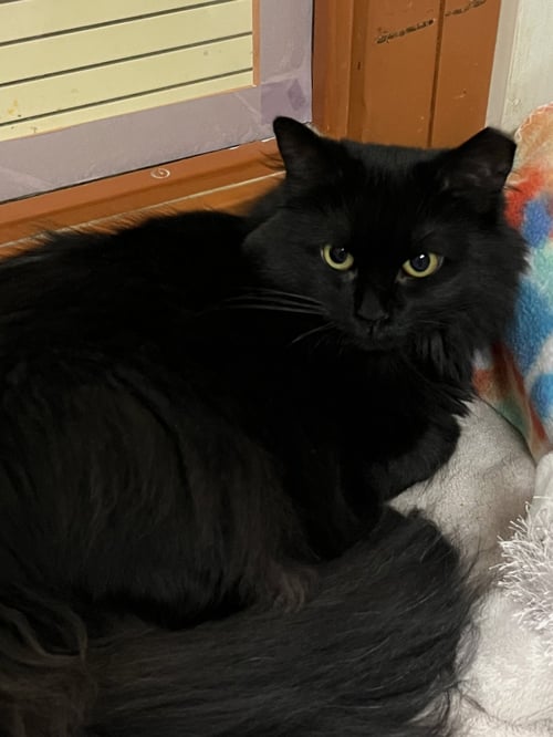 LUCY - Domestic Short Hair available for adoption