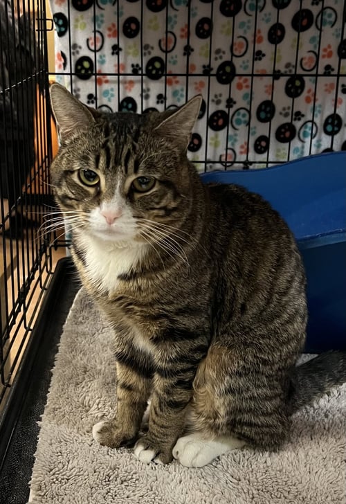 FREDDIE - Domestic Short Hair for adoption in Buffalo