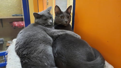RAMONA - Domestic Short Hair available for adoption