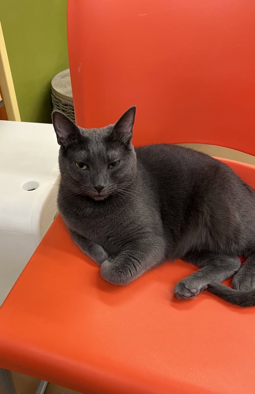 RAMONA - Domestic Short Hair available for adoption