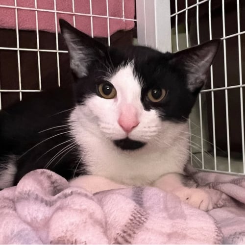 DOOBIE - Domestic Short Hair available for adoption