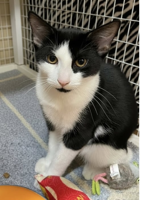 DOOBIE - Domestic Short Hair available for adoption