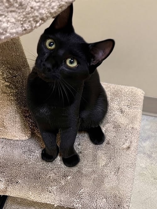 GRACIE - Domestic Short Hair available for adoption