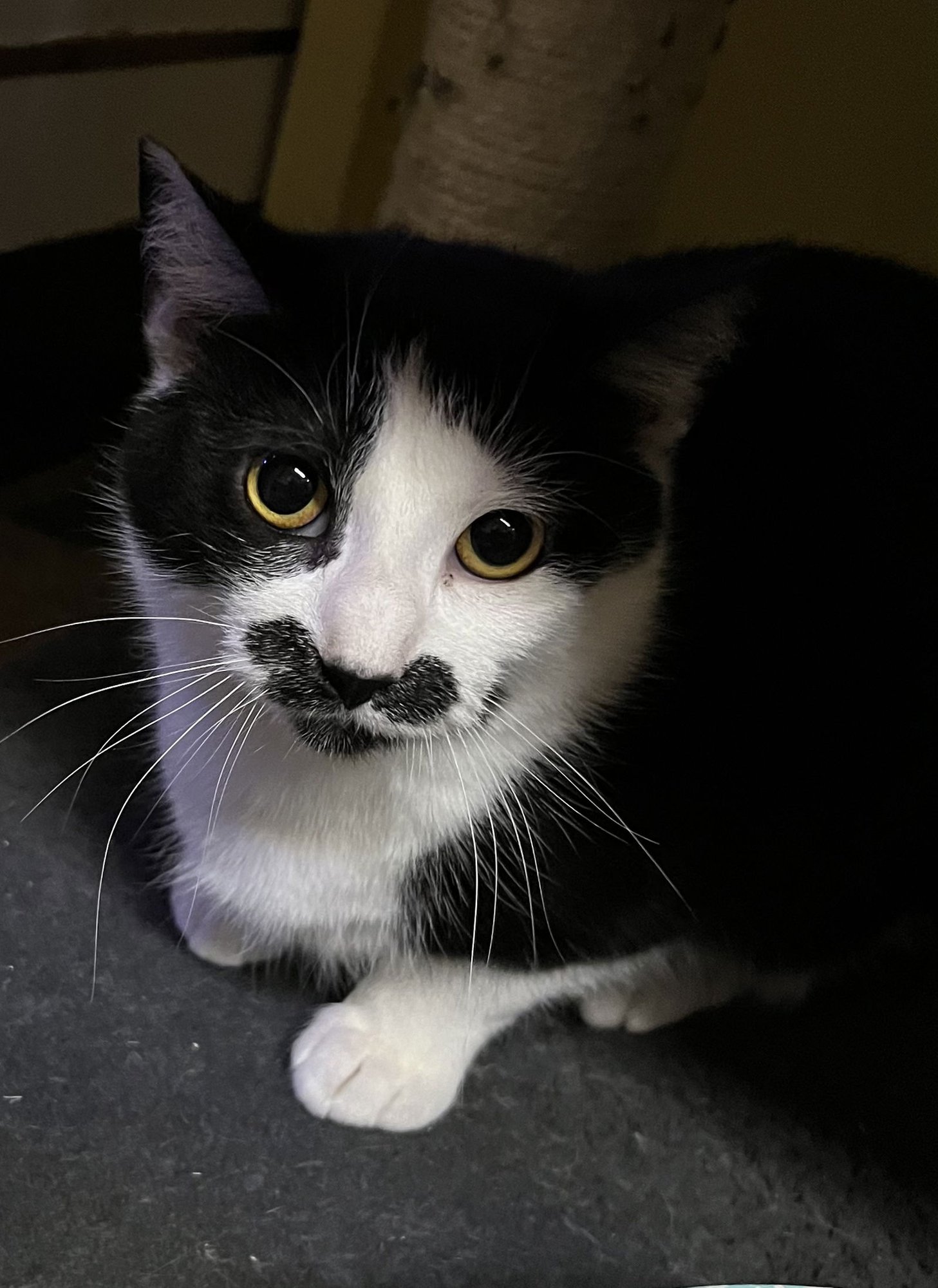 BUTTERCUP - Domestic Short Hair available for adoption