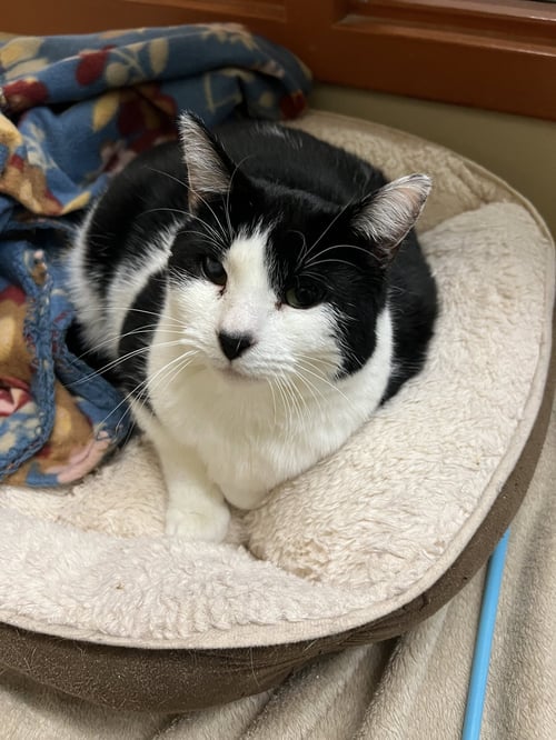 DIAMOND - Domestic Short Hair for adoption in Buffalo