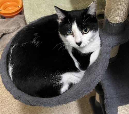 DIAMOND - Domestic Short Hair available for adoption