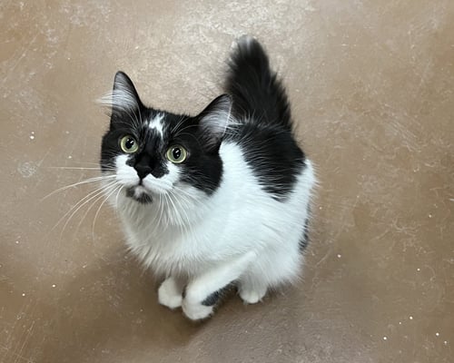JUSTINA - Domestic Medium Hair available for adoption
