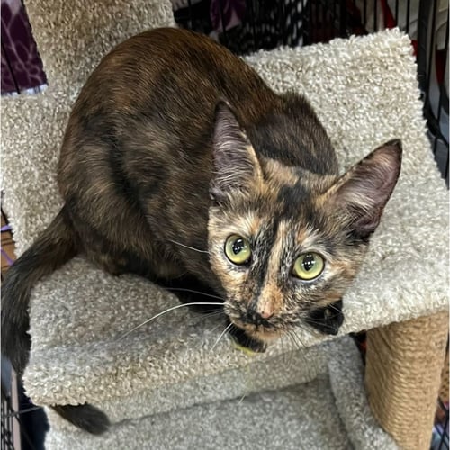 MADONNA - Domestic Short Hair available for adoption