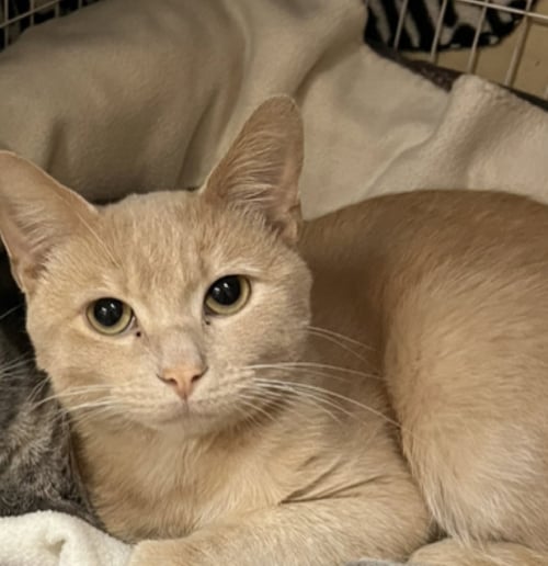 CLYDE - Domestic Short Hair available for adoption