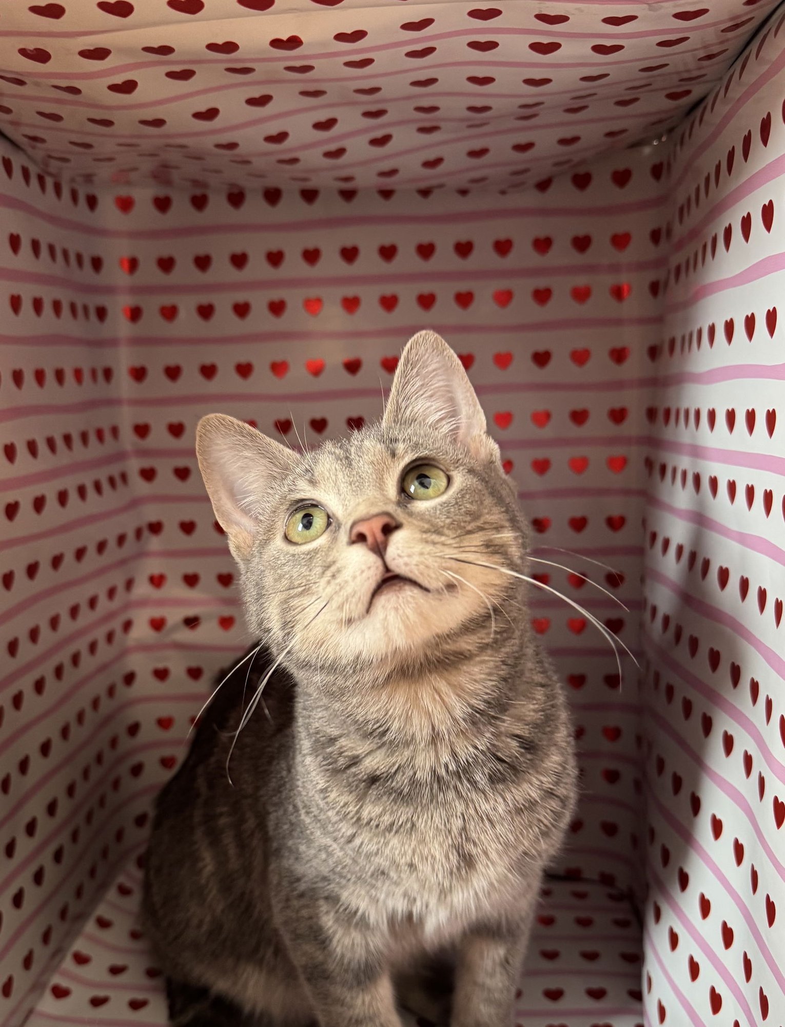 DAISY - Domestic Short Hair available for adoption