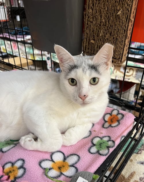 NOVA - Domestic Short Hair available for adoption