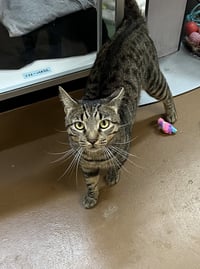 Tigger - Photo 1