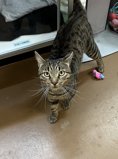 TIGGER - Domestic Short Hair available for adoption
