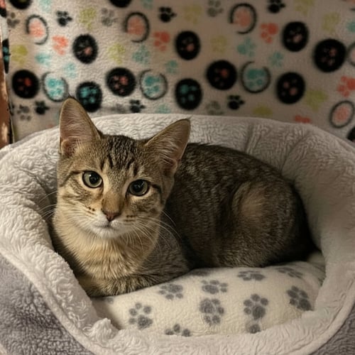 RIGATONI - Domestic Short Hair available for adoption