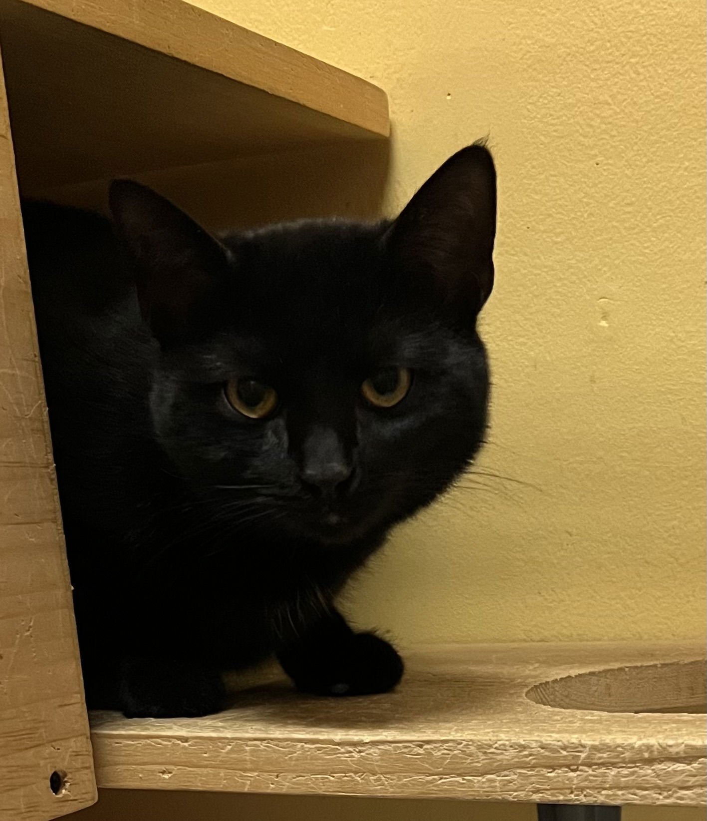 JEWEL - Domestic Short Hair available for adoption