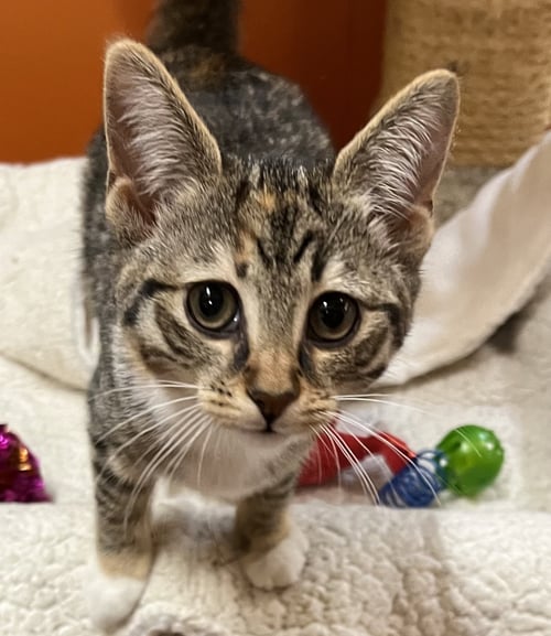 LANAI - Domestic Short Hair available for adoption