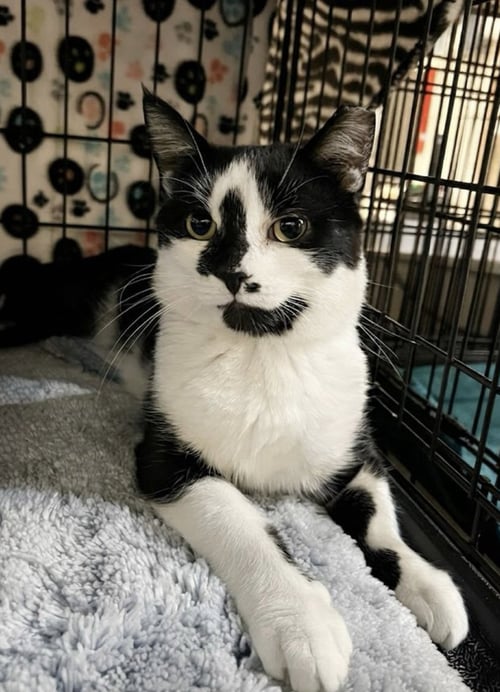 PETER - Domestic Short Hair available for adoption