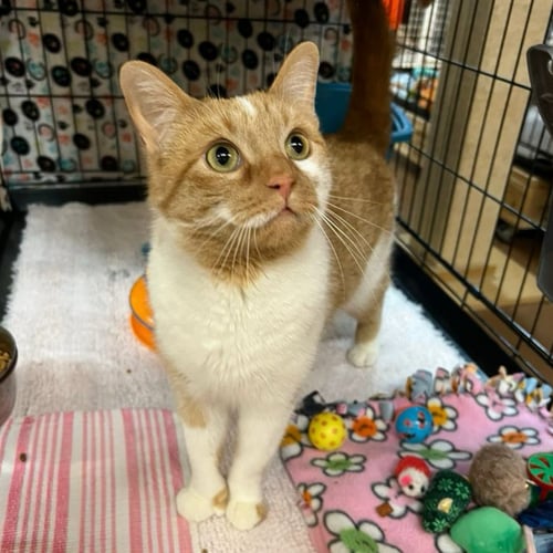 PAIGE - Domestic Short Hair available for adoption