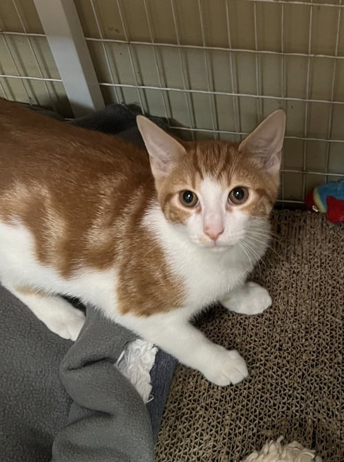 SUNNY - Domestic Short Hair available for adoption