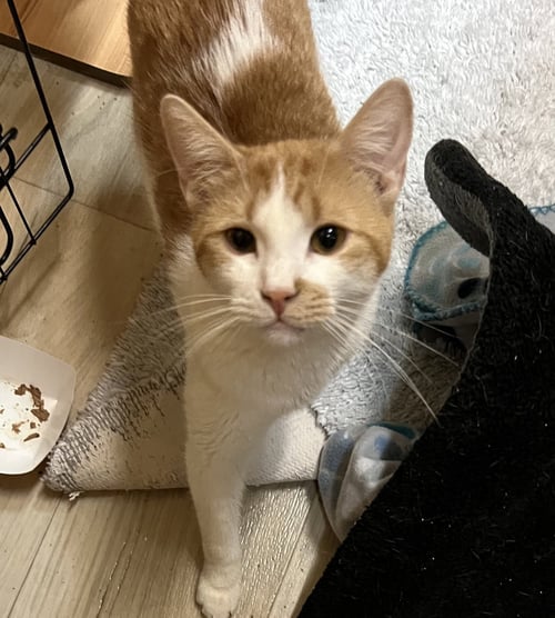 DALLAS - Domestic Short Hair available for adoption