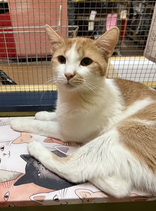 DALLAS - Domestic Short Hair available for adoption