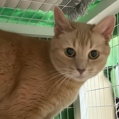 TIGGER - Domestic Short Hair for adoption in Buffalo