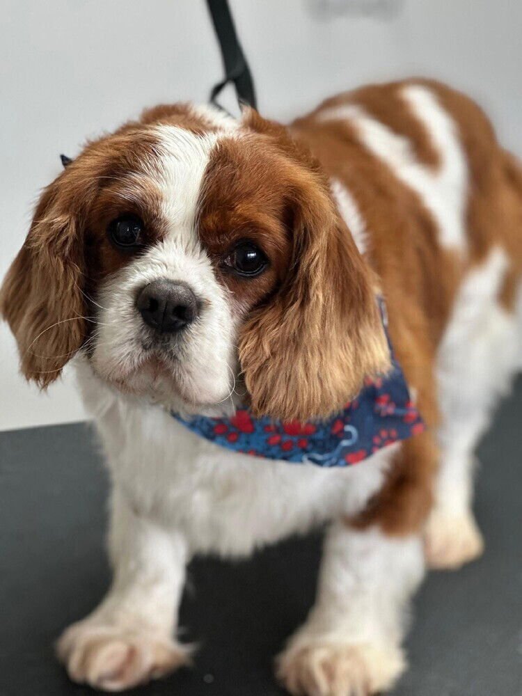TOBY - Cavalier King Charles Spaniel available for adoption