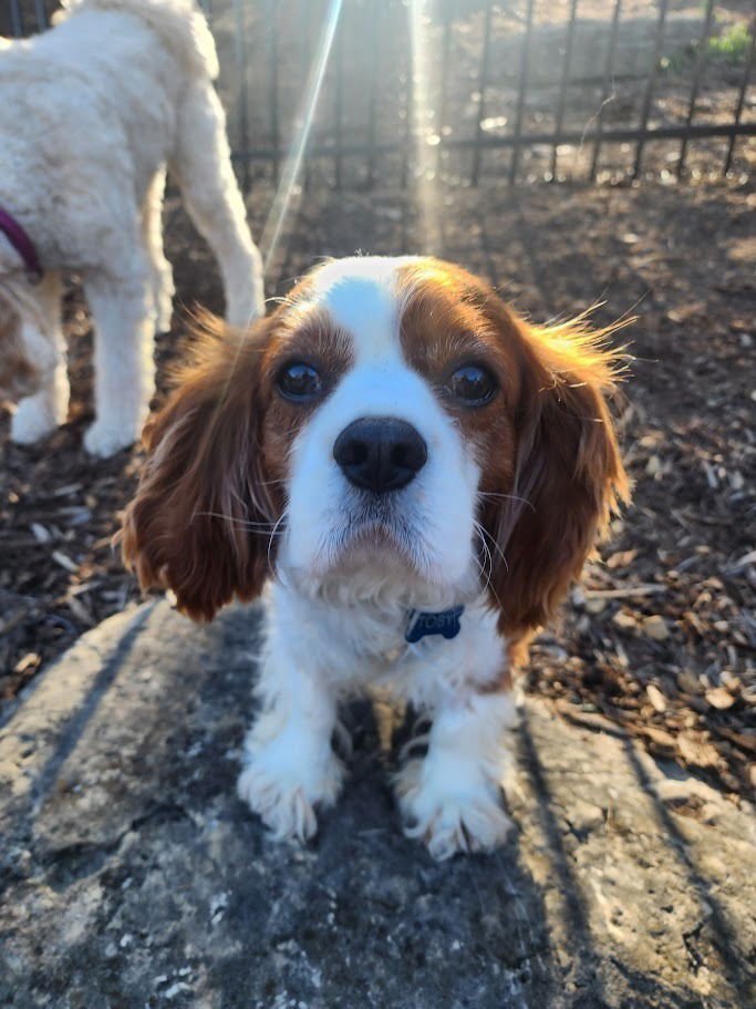 TOBY - Cavalier King Charles Spaniel available for adoption