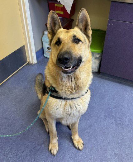 CHASE - German Shepherd Dog available for adoption