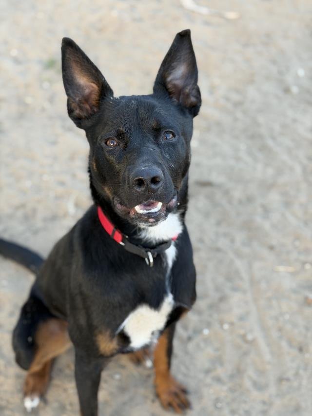 JACKSON - Rottweiler available for adoption