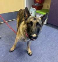 KODA - Photo 1